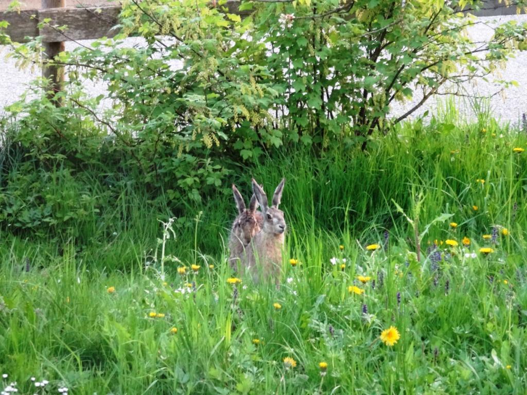 Blick vom Schlafzimmer in Nachbars Garten